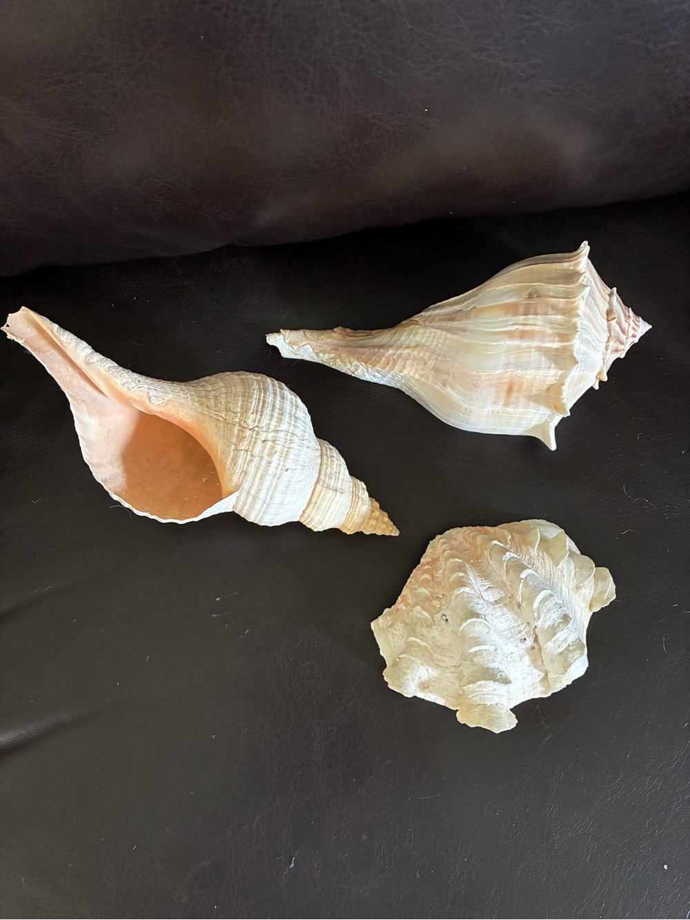 XL Natural Sea Shell Trio - Peach, Cream & White Decorative Shells